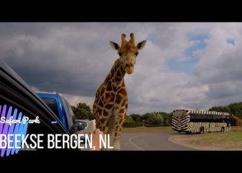 Waarom Beekse Bergen de Perfecte Keuze is voor Jouw Volgende Familievakantie