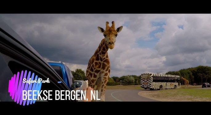 Waarom Beekse Bergen de Perfecte Keuze is voor Jouw Volgende Familievakantie